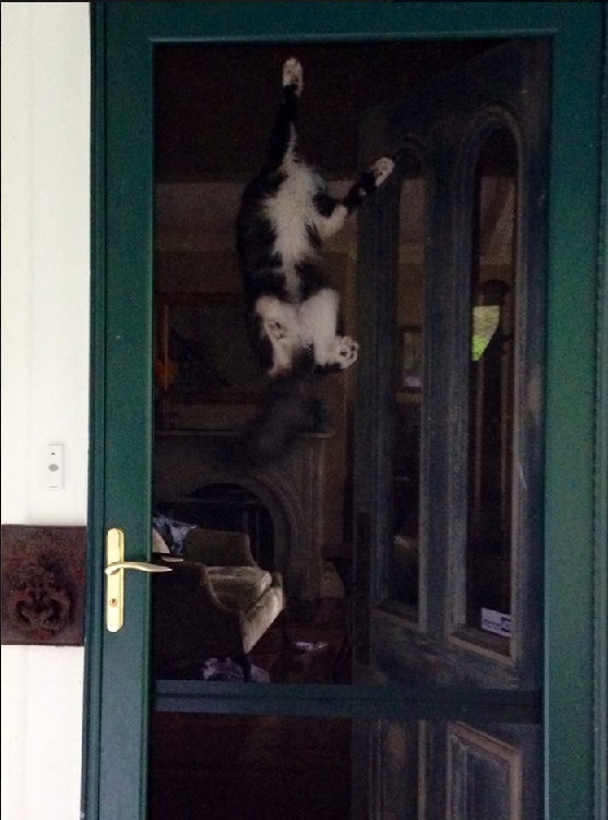 cat climb